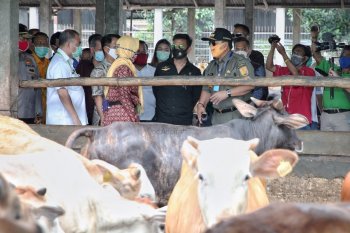 Lampung bertekad penuhi kebutuhan ternak nasional
