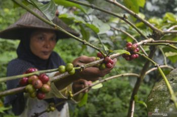 Indonesia awaits EU reply on deforestation rule concerns