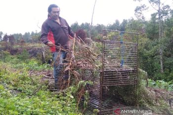 Misteri makhluk pengisap darah ternak, Pemburu: Ada gua di balik air terjun