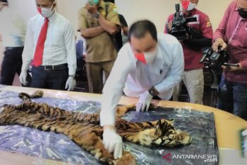 Polisi tangkap empat tersangka perdagangan harimau sumatera