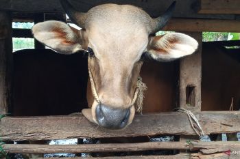 NTB kirimkan 6.500 ekor sapi ke Jabodetabek untuk Idul Adha
