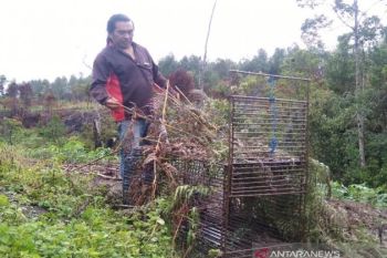 Perburuan misteri makhluk pengisap darah ternak di Taput, ada gua angker di balik air terjun