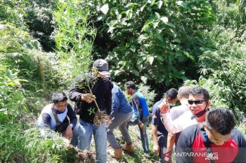 Tanam puluhan pohon ganja, warga Pariaman jadi buronan