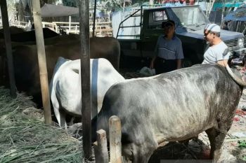 COVID-19, penyembelihan kurban di Agam prediksi berkurang 2.577 ekor