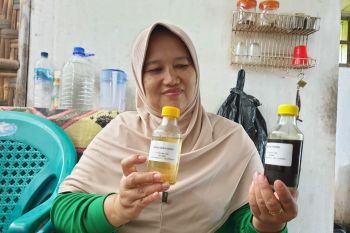Warga Pesawaran produksi minyak gosok tradisional