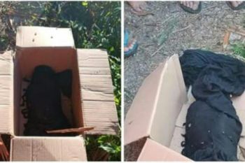 Warga di Loteng digegerkan kembali temuan mayat bayi di pinggir jalan desa