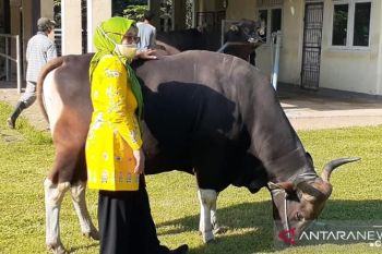 NTB menerapkan protokol COVID-19 dalam pengawasan hewan kurban