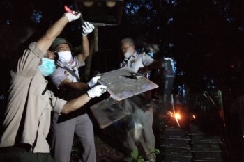 Ratusan burung kacer hasil penahanan Karantina Pertanian Lampung dilepasliarkan