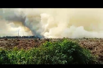 Polisi selidiki kebakaran lahan gambut di Pelalawan
