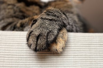 Polisi amankan warga bunuh kucing untuk konsumsi
