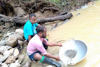 Transaksi emas tambang Korowai dijual ke sejumlah daerah