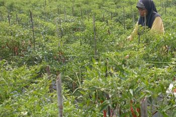 Binaan Arara Abadi,  petani cabai Kuala Penaso sukses panen raya