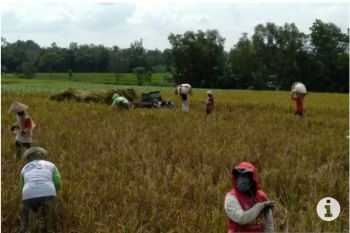 Harga gabah di Lampung naik