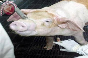 Disnak NTT antisipasi virus flu babi dari China