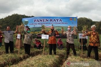 Bupati Bantul panen raya bawang merah ramah lingkungan