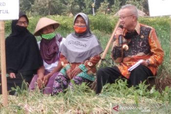 Bantul beli hasil panen petani apabila harga jual anjlok
