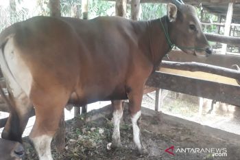 Dompet Dhuafa targetkan 200 hewan kurban disebar di Sumsel