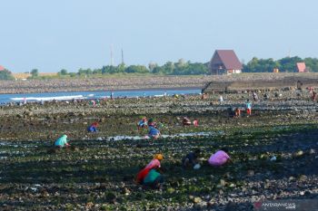 Pencari kerang di pantai cacalan