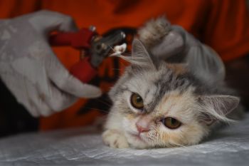 Dokter hewan bagikan tips merawat kucing lokal