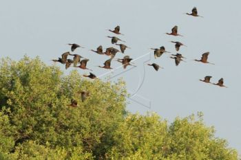 Ekowisata untuk Konservasi Burung Air