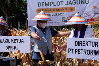 Petrokimia Gresik meningkatkan produktivitas pertanian di tengah pandemi