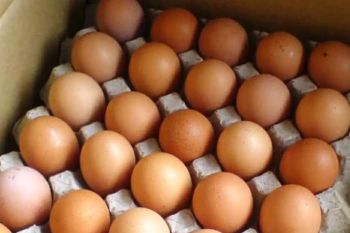 Harga telur ayam di pasar Kota Jayapura turun