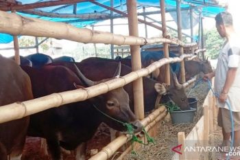 Kabupaten  OKU pastikan persediaan hewan kurban mencukupi