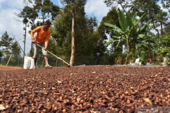 Harga cengkeh turun