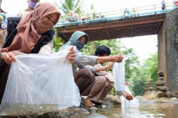 BKIPM Semarang-DKP Jateng "restocking" ikan di Sungai Songgoluwang Wonosobo