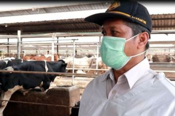 Putus penyebaran penyakit, Karantina Pertanian Lampung awasi penyakit hewan ternak