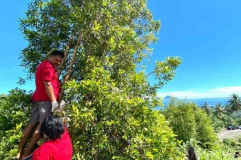 Gubernur Dondokambey jadi pemetik cengkih