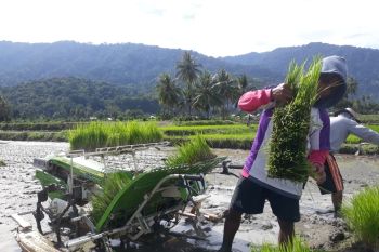 Petani Sigi  mulai pakai teknologi dalam menanam padi sawah