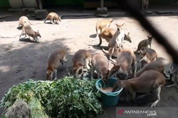 Sejak dibuka kembali, jumlah pengunjung TSTJ masih rendah