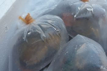 Ikan Anemon masih diburu di perairan Alor NTT