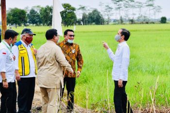 Presiden: Perlu lumbung pangan baru antisipasi krisis pangan