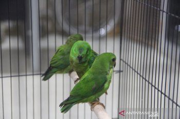 Burung serindit gagal diselundupkan ke Jakarta