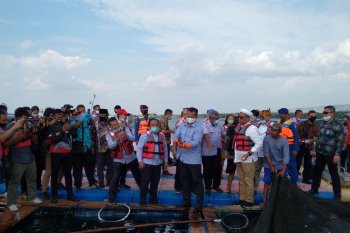 Pencabutan larangan ekspor benih lobster karena merugikan masyarakat