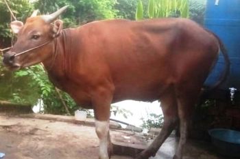Pedagang hewan kurban bangun kios di pinggir jalan
