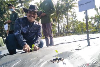 Pemkot Pariaman gandeng milenial manfaatkan 338 hektare lahan tidur