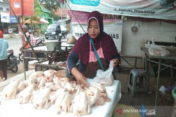 Harga ayam di Pekalongan tembus Rp40 ribu/kg