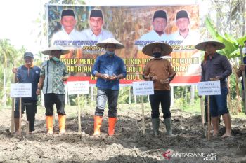 Jelang pilkada, NasDem Sulteng gagas program tingkatkan produksi jagung