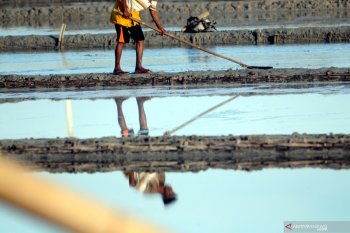 Jokowi: Masalah garam rakyat tidak pernah dicari jalan keluar