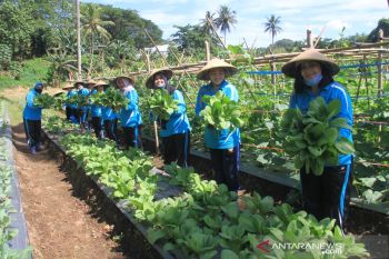 Kebun Jalasenastri Korcab VIII panen sayur pakcoi