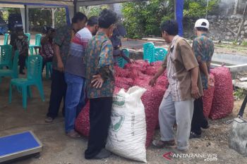 Petani bawang merah kenakan uang muka 10 persen kepada pedagang