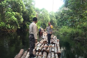 Polres Siak amankan kayu hasil pembalakan liar dekat Danau Zamrud