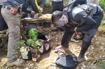 PTPN VIII jelaskan tanaman ganja di lahannya