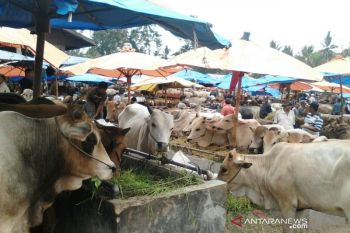 Pemkot Padang ingatkan masyarakat tidak sembelih sapi betina produktif untuk kurban