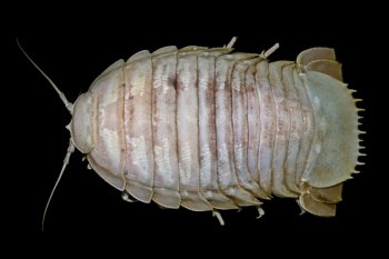 LIPI temukan "kecoak laut raksasa" pertama dari laut dalam Indonesia