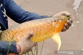 Ekspor ikan Arwana dibahas di webinar ekonomi Kalbar-China