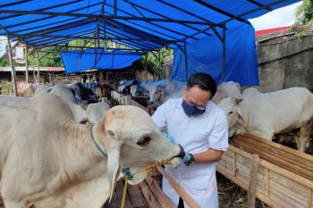 Pemkot Bandarlampung lakukan pemeriksaan kesehatan hewani qurban
